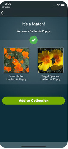 Um restaurante para comer em casa. Orelha d’Elefante, em Ponte de Lima