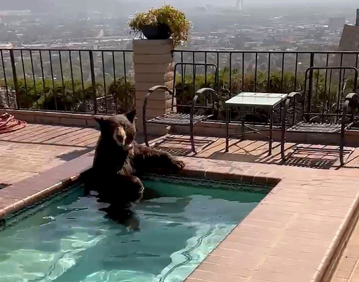 Urso refresca-se num jacuzzi para evitar onda de calor. E parece um autêntico humano (VÍDEO)