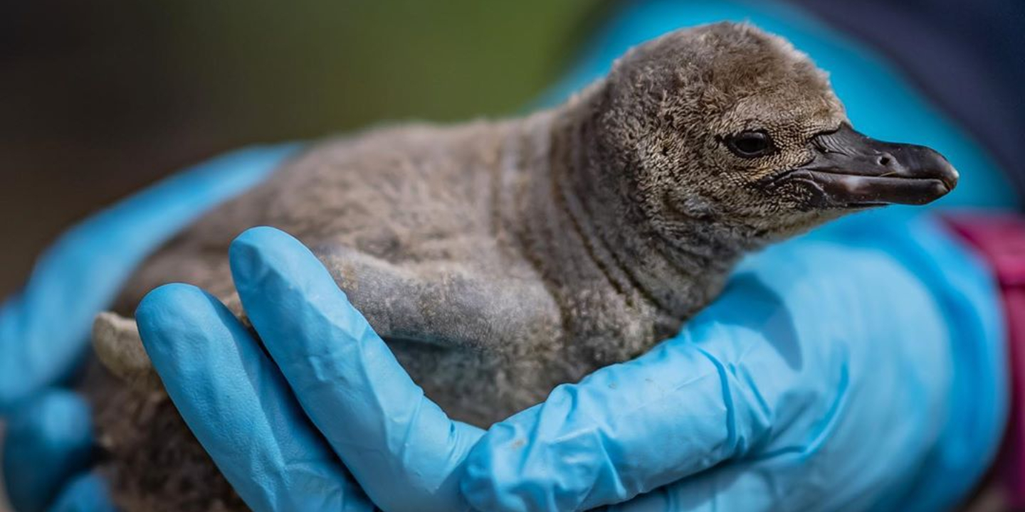 Florence, Thomas, Bevan, Arrowe e Countess. Estas crias de pinguim têm o nome dos hospitais que combatem a COVID-19