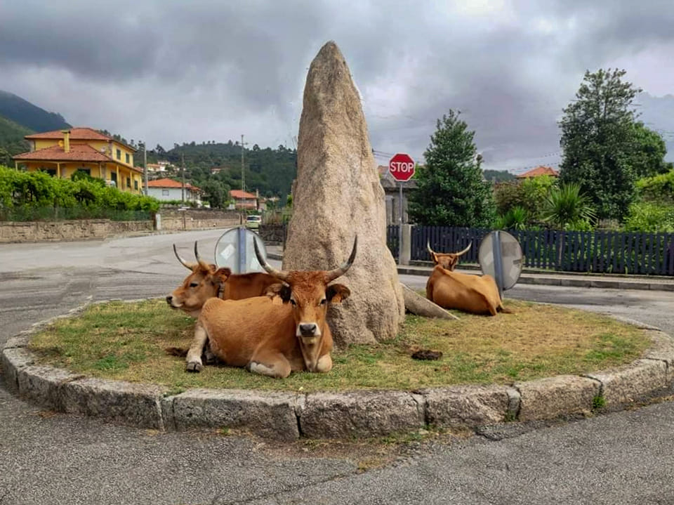 3 vacas foram descansar para uma rotunda e ficaram virais. Veja a imagem hilariante