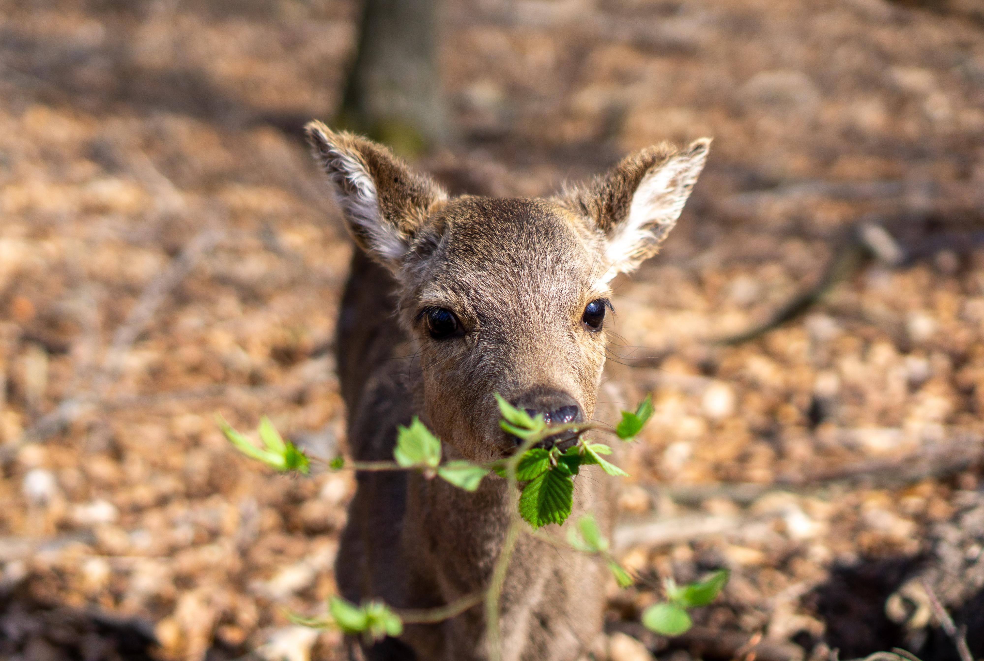 Nasceu um pequeno Bambi no Jardim Zoológico de Lisboa. Chama-se Rodolfo e traz consigo o Pai Natal