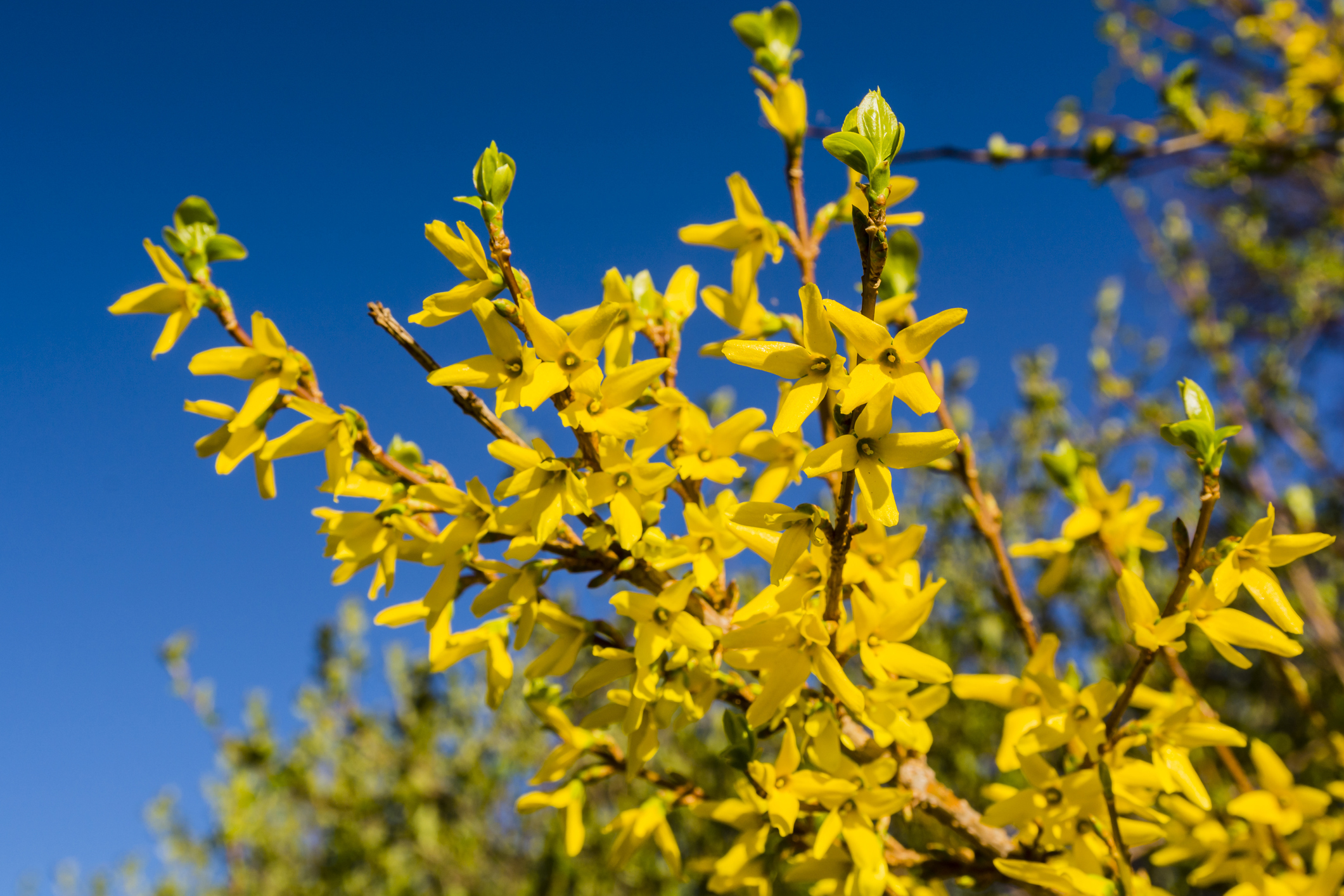 Куст цветущий ранней весной желтым цветом. Желтый куст форзиция. Куст форзиция с желтыми цветами. Forsythia suspensa.