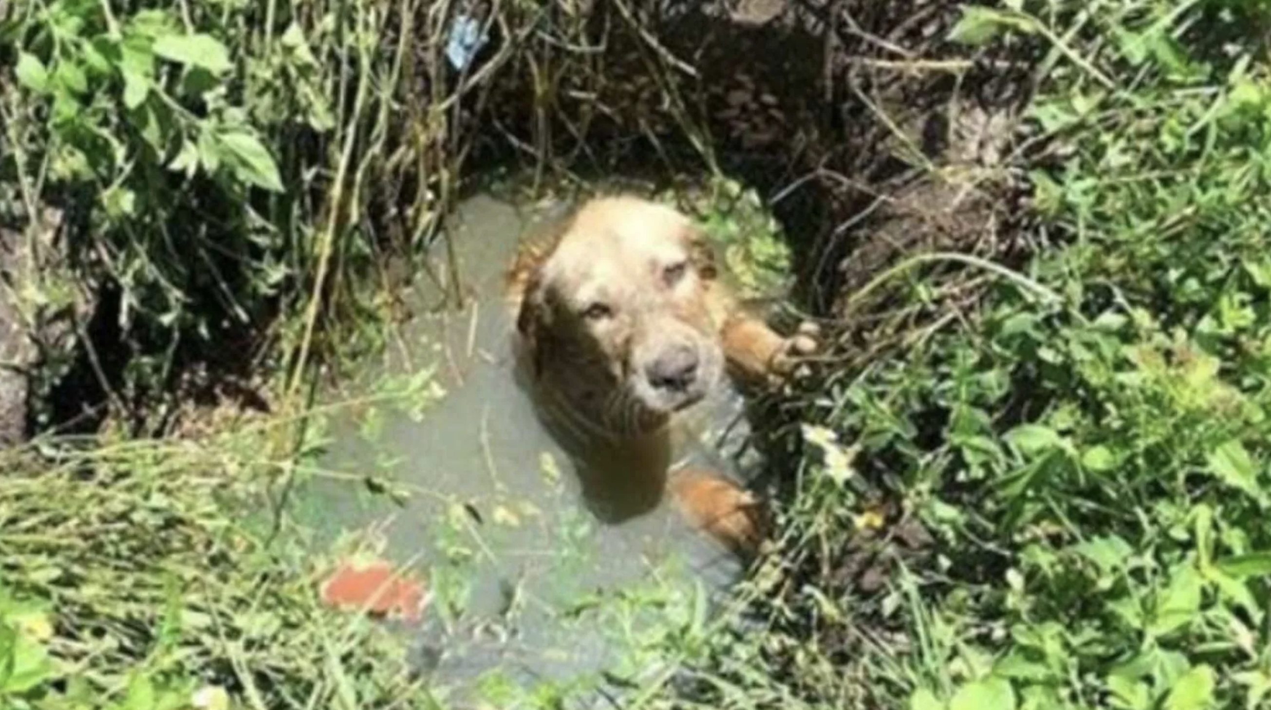 Polícia salva cão de morrer afogado numa fossa e acaba por adotá-lo