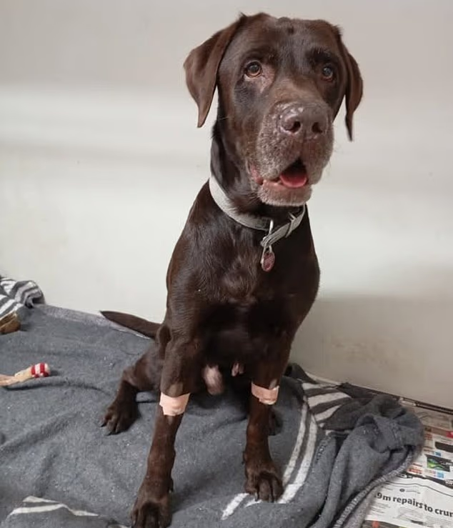 Cão-guia salvo de naufrágio escapou por pouco de ser submetido a eutanásia por falta de documentação