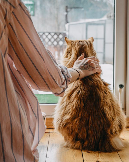 Mulher pede o divórcio depois de o marido ter entregue o seu gato para adoção sem autorização