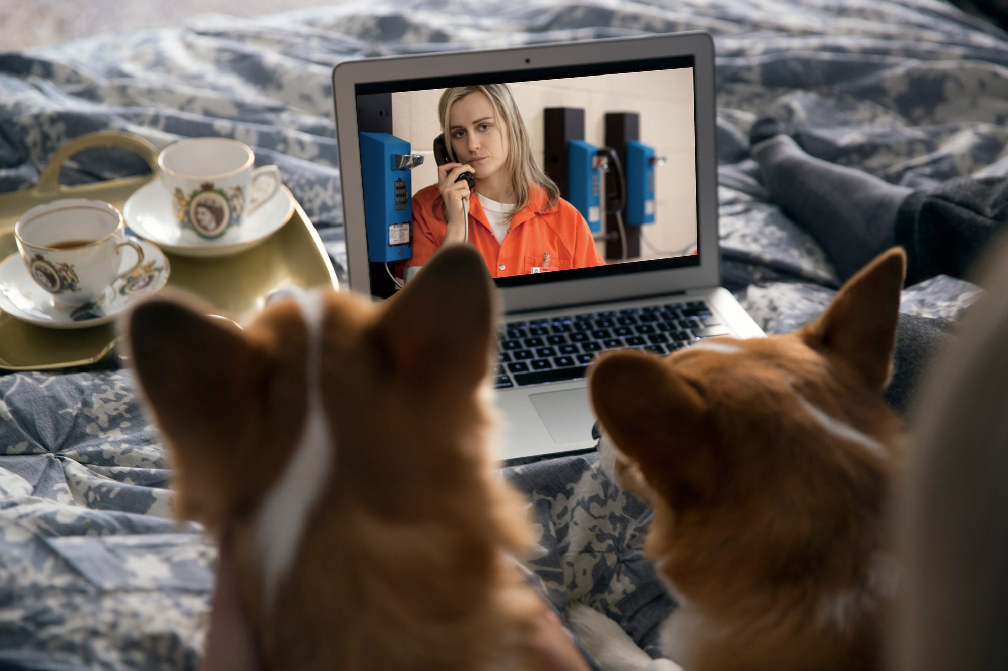 Portugueses preferem ver Netflix com os seus animais de estimação