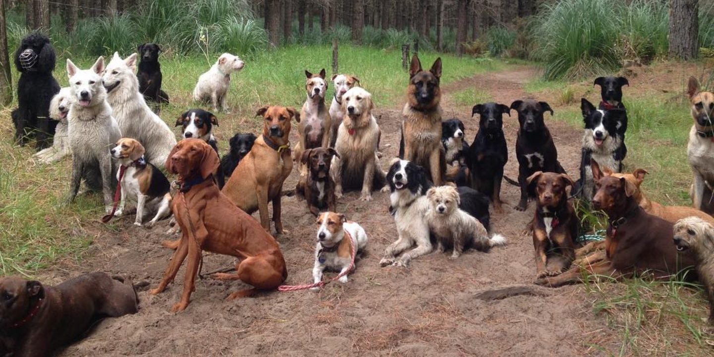 Estas são as raças de cães mais inteligentes. Veja se encontra a do seu patudo
