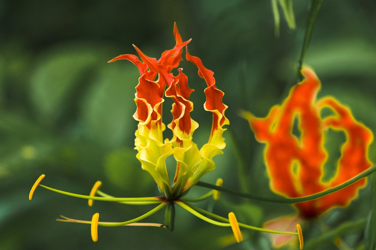 Quase extintas, gigantes ou mal cheirosas: Estas são as 10 flores mais raras  do mundo - Mundo - SAPO Viagens