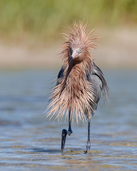 10 fotos da vida animal que são tudo o que precisa num domingo de quarentena