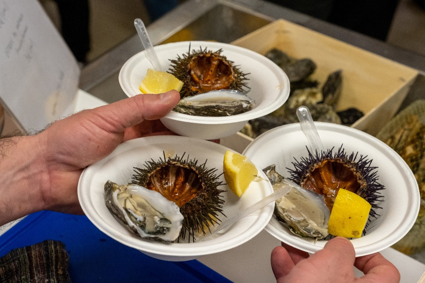 Ericeira volta a receber o festival que é totalmente dedicado ao ouriço, onde vai poder aprender a preparar este tesouro do mar