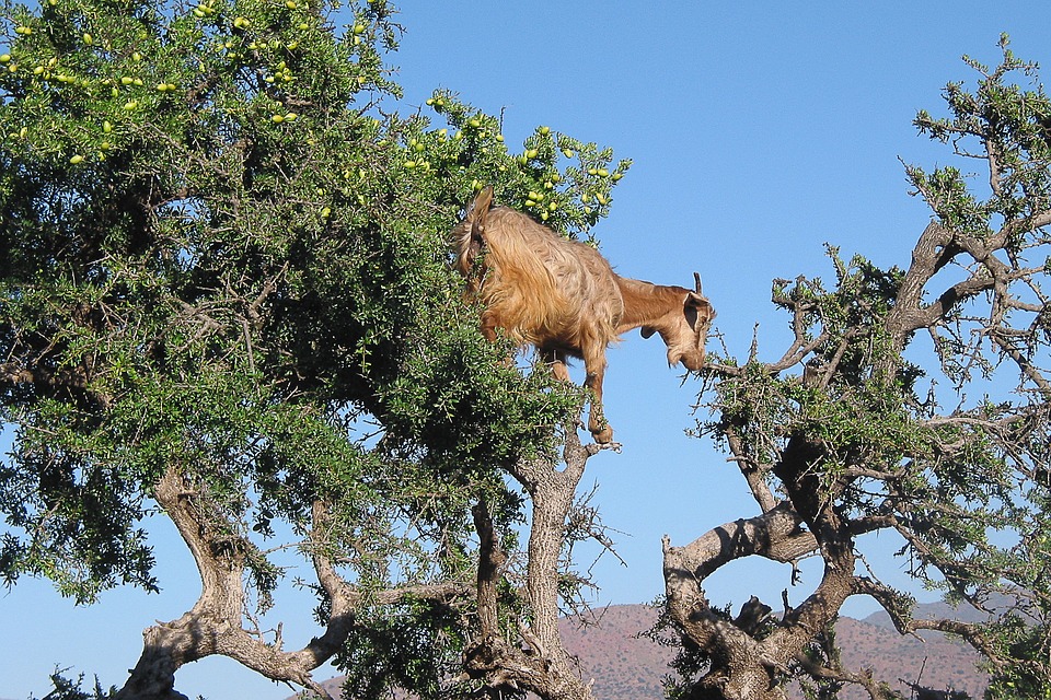 Marrocos. Cabras que trepam árvores podem fazer parte de esquema para enganar turistas