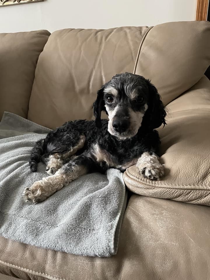 Bombeiro salvou cão idoso que vagueava na estrada. Mais tarde, voltou ao abrigo e adotou-o