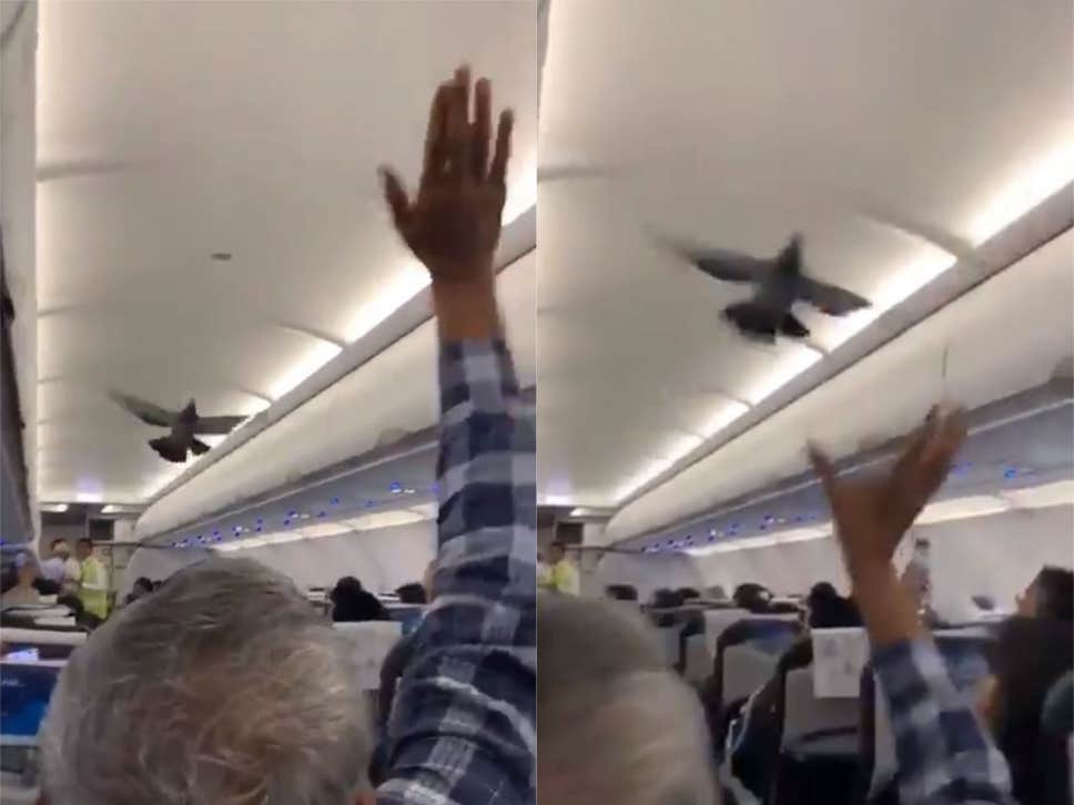 Pombos são filmados a voar dentro de um avião momentos antes de levantar voo
