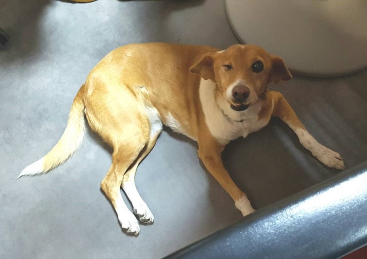 Nuno Markl conta como morreu a sua cadela Uva, que foi estrela nos diretos de Bruno Nogueira