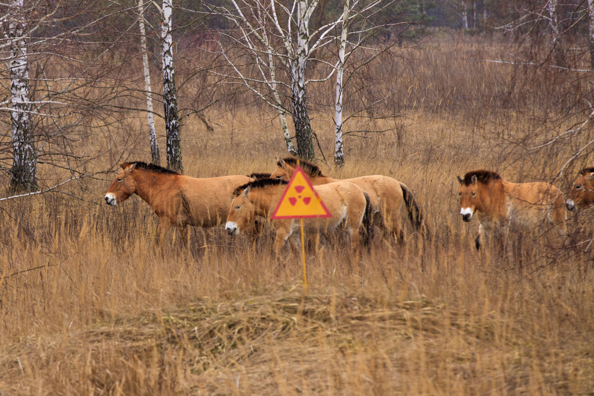 As deformações dos animais que vivem na zona de exclusão de Chernobyl