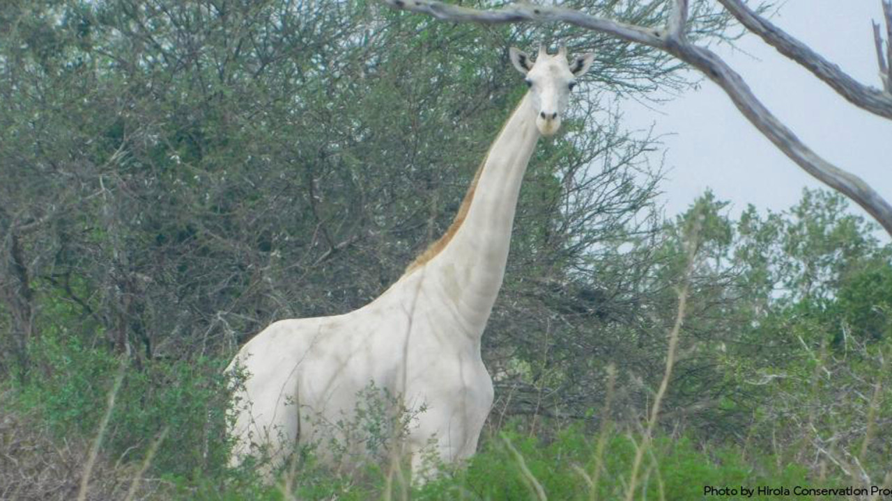 Caçadores furtivos abatem duas das três únicas girafas brancas do mundo