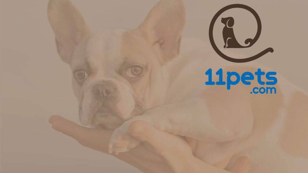 Cuidar bem do seu bicho de estimação também pode passar por usar uma app