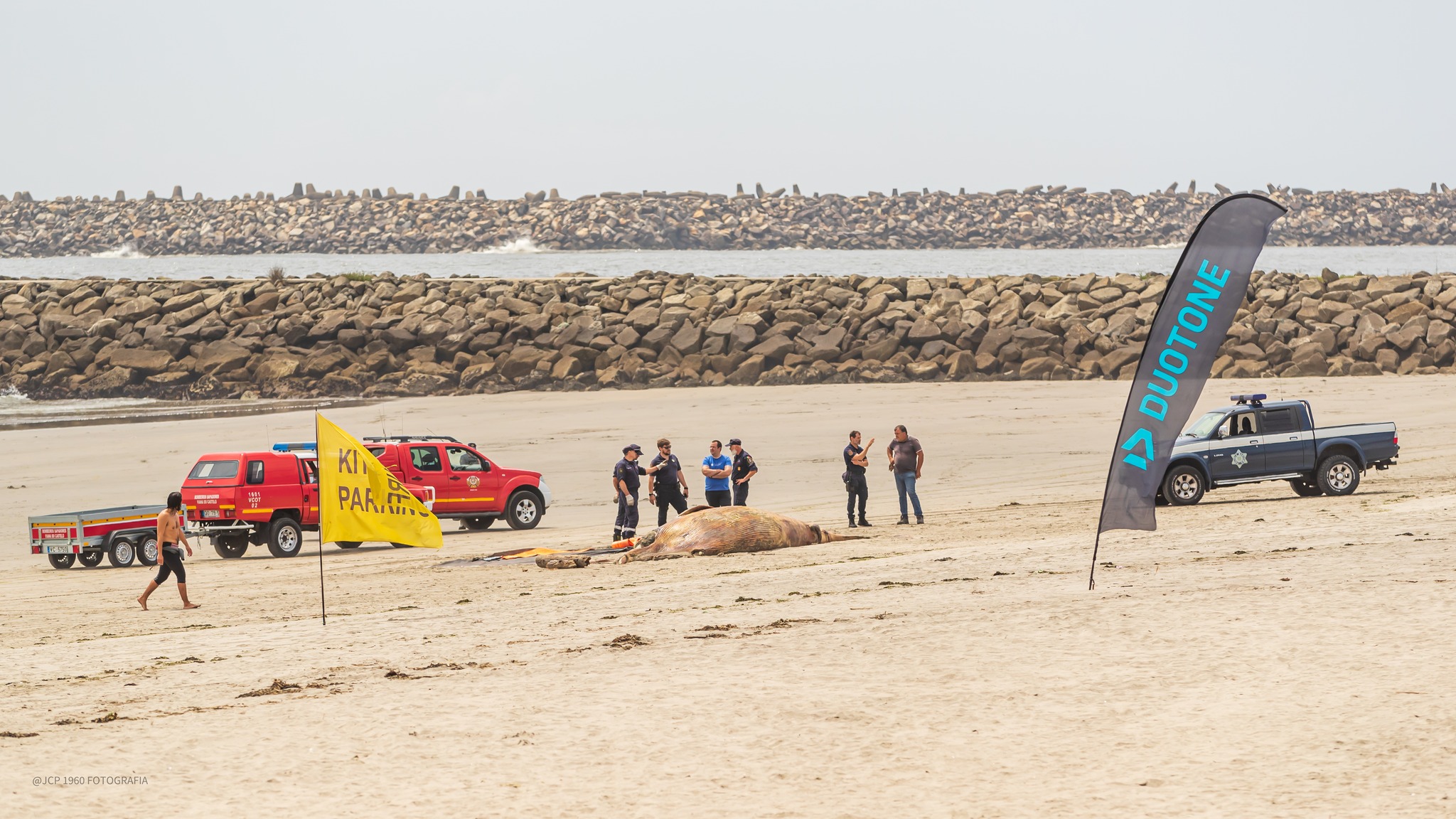 Cachalote foi encontrado morto em Viana do Castelo e teve de ser enterrado na praia