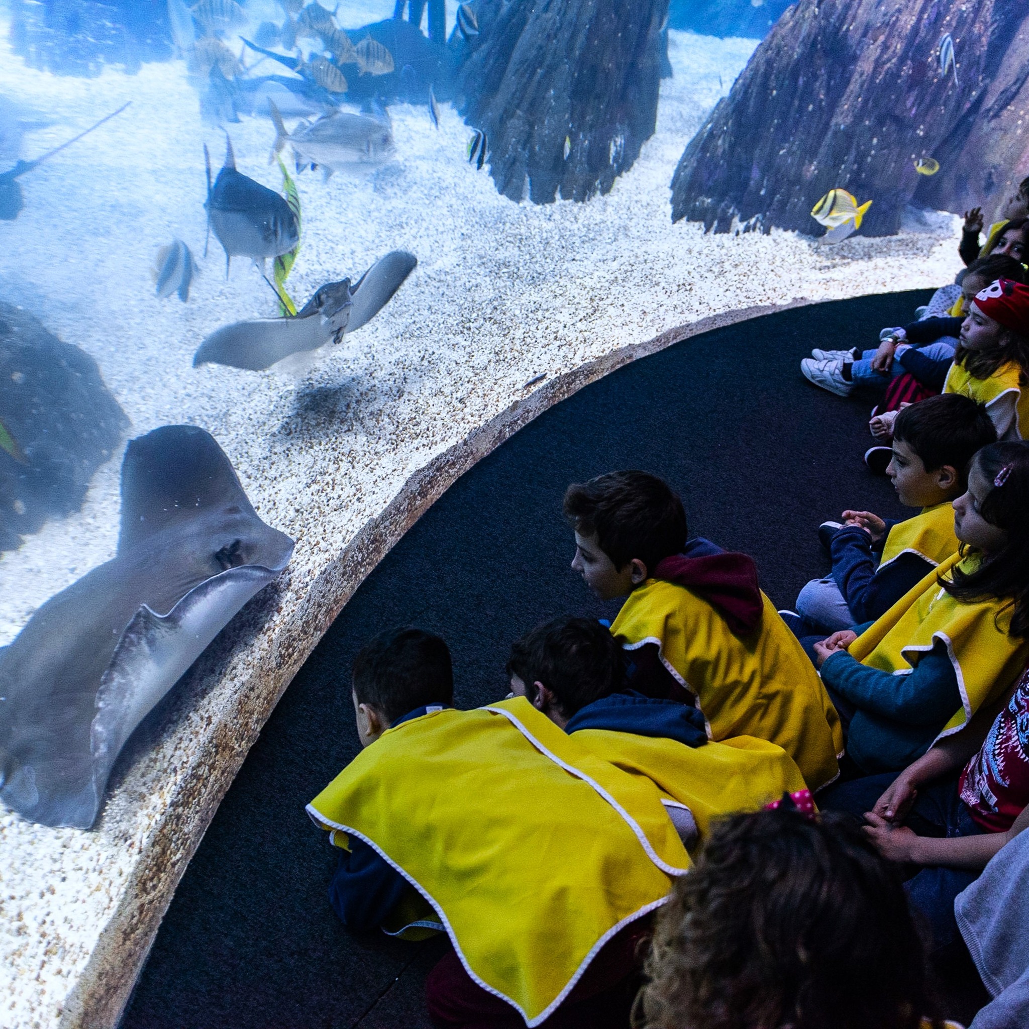 Não sabe o que fazer com os miúdos na Páscoa? Já estão abertas as inscrições para os campos de férias do Oceanário