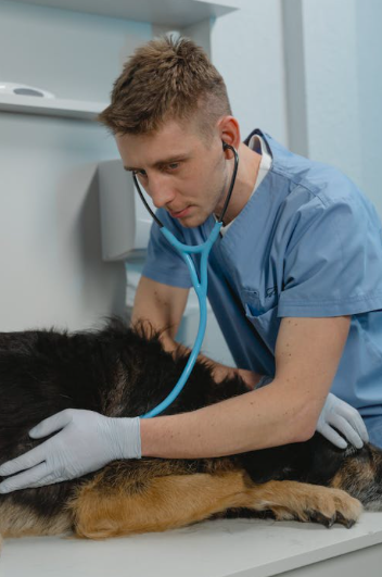 Veterinário apela a que os donos fiquem ao lado dos animais nos seus momentos finais. “É um inferno para eles”