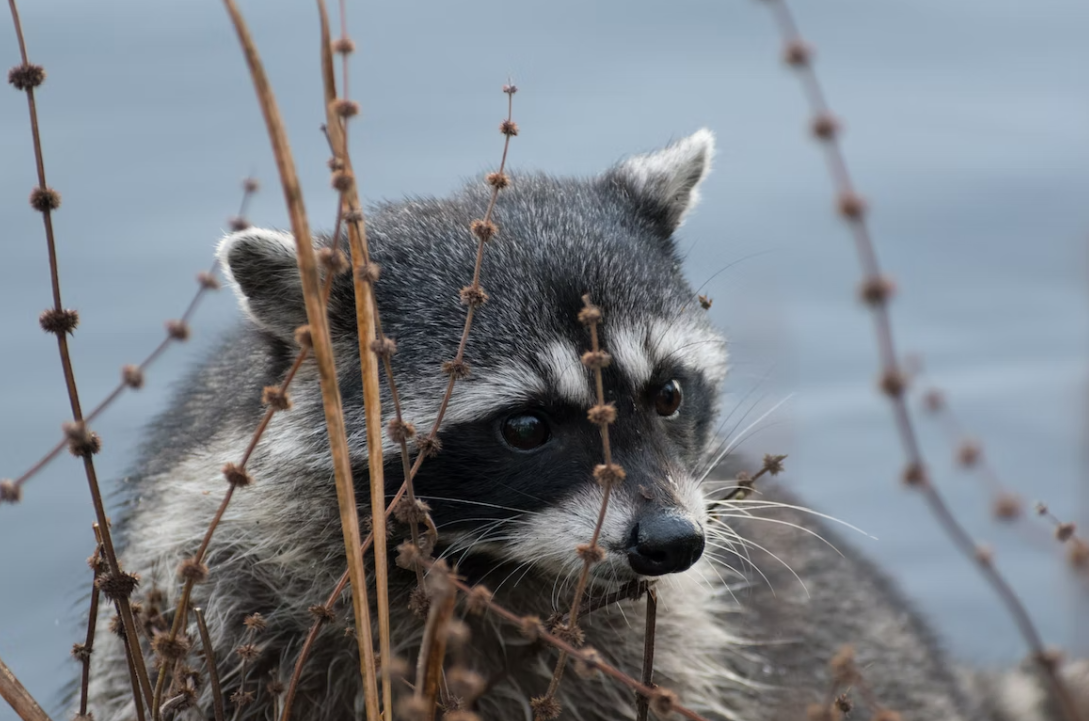Este animal pode estar na origem da pandemia da covid-19. Há novos dados divulgados por cientistas