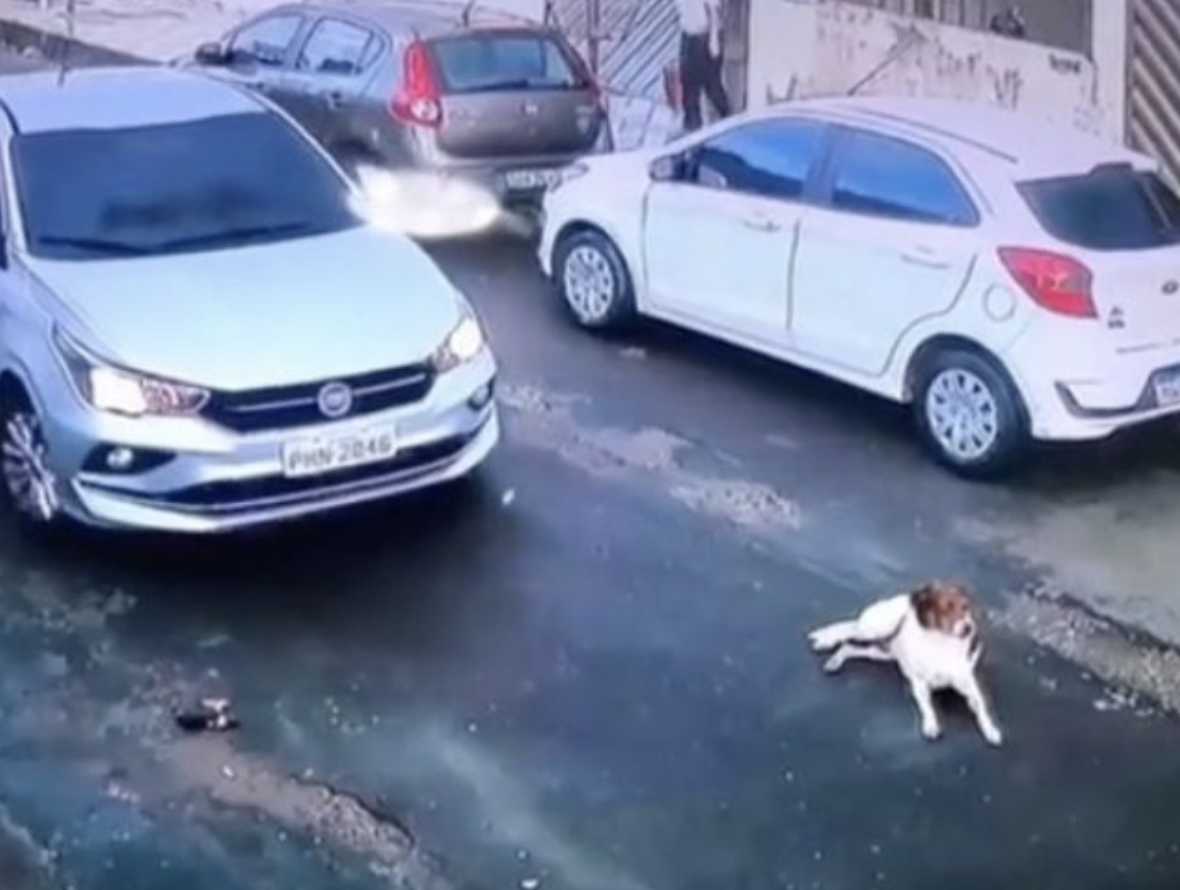 Condutora atropela cão de propósito e continua viagem sem parar. Imagens captadas pela video-vigilância