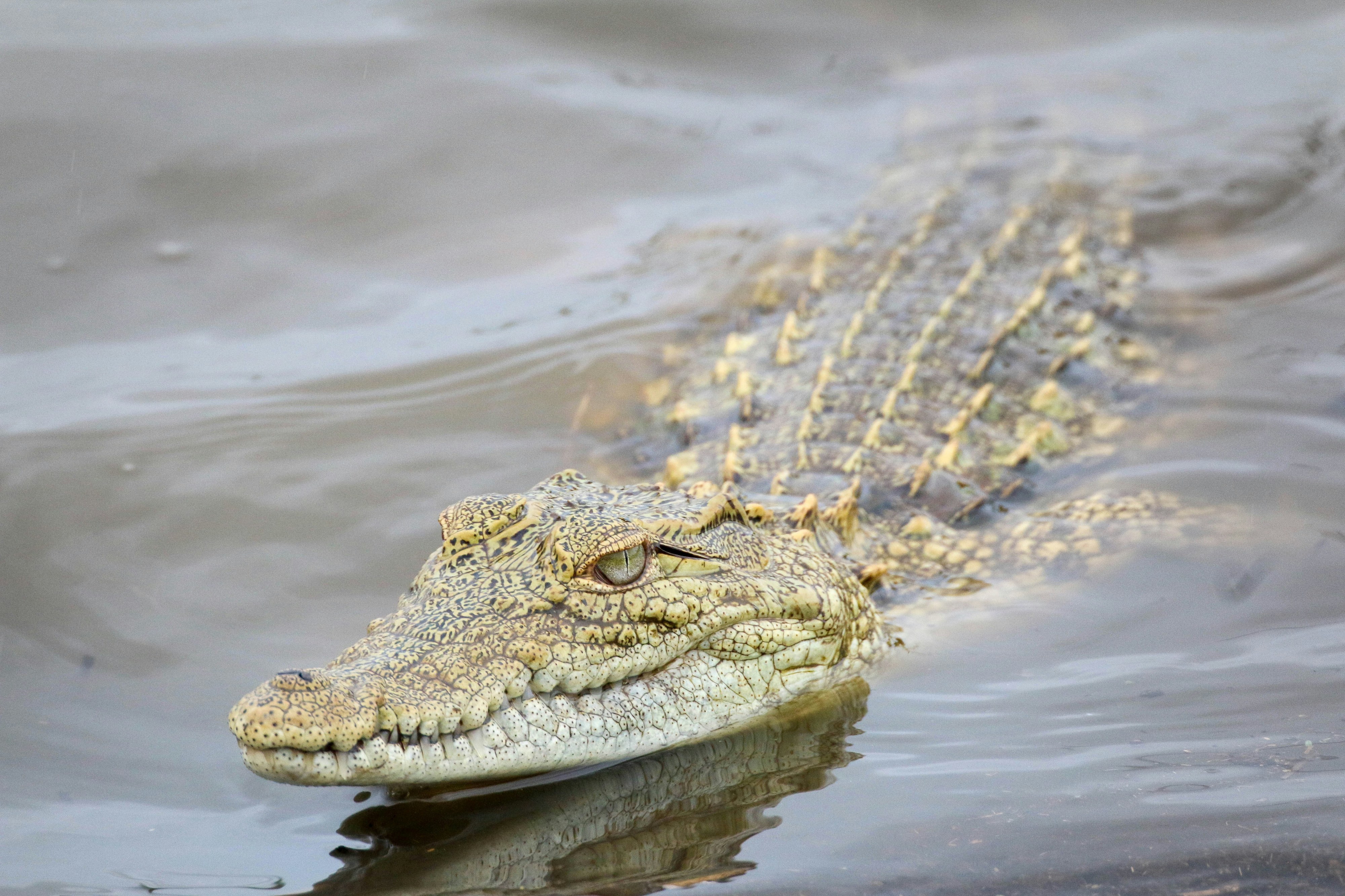 Pai de 4 filhos é comido por um crocodilo em frente à família. Veja o que se passou
