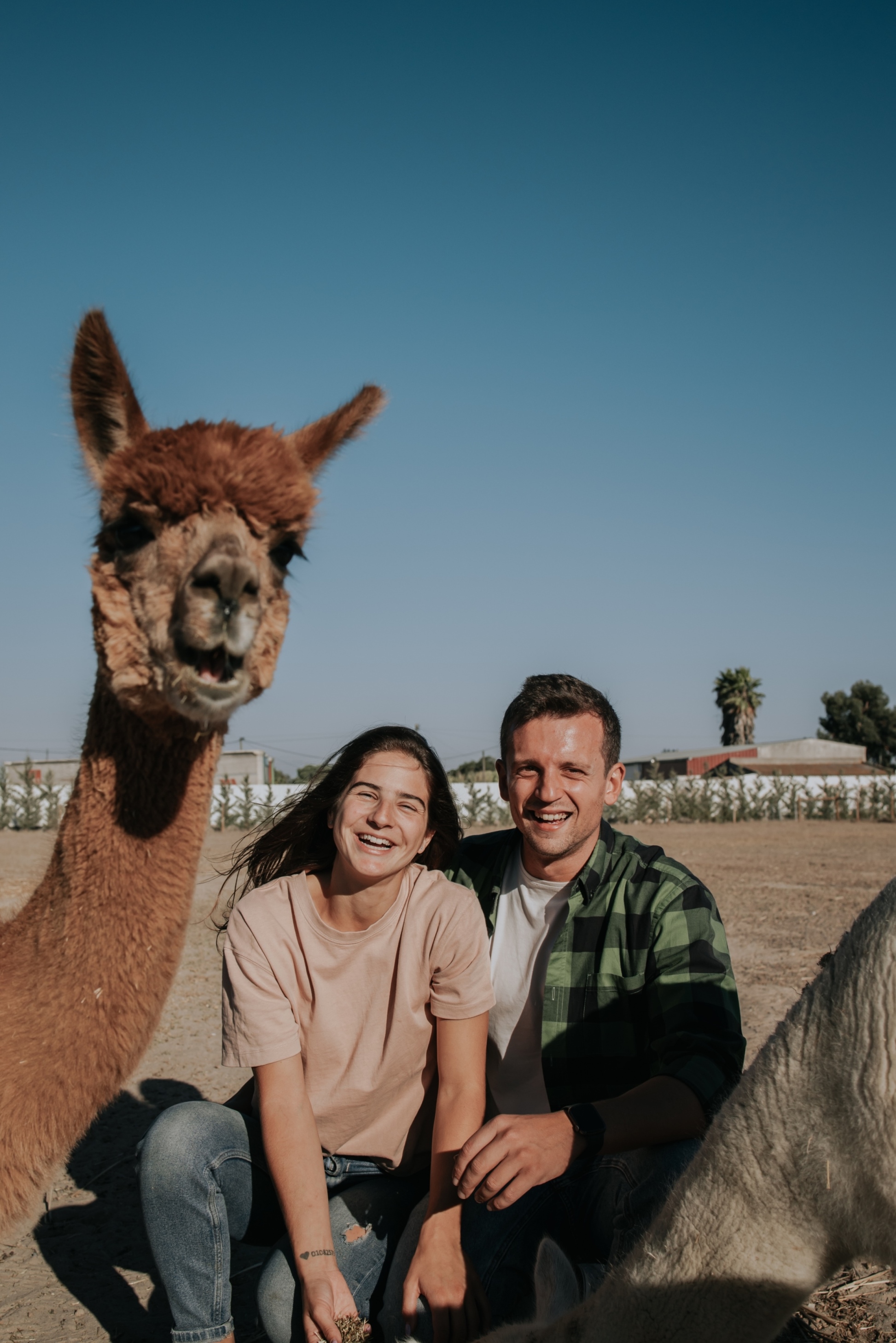 E que tal passar o Dia dos Namorados com alpacas? Nós dizemos-lhe onde