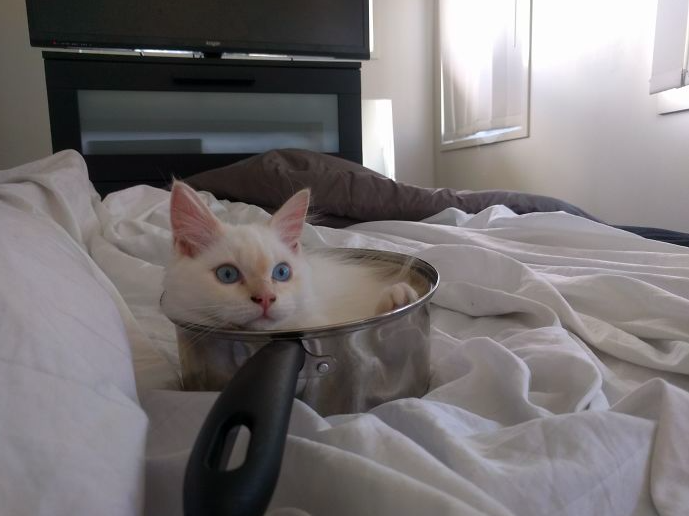 42 fotografias que mostram que os gatos se deitam em qualquer sítio (excepto na cama deles)