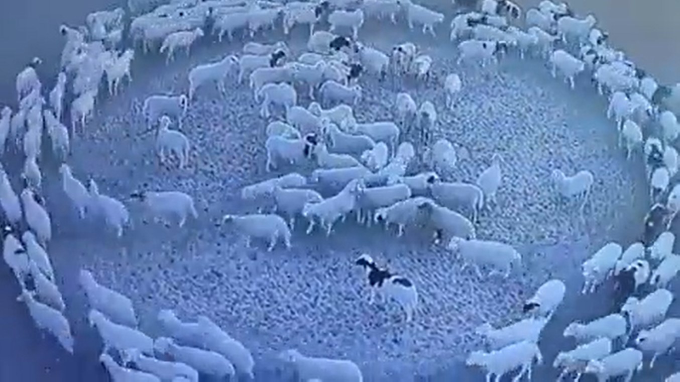 Um rebanho de ovelhas andou em círculos durante 12 dias. Veja o vídeo insólito e perceba o porquê do fenómeno