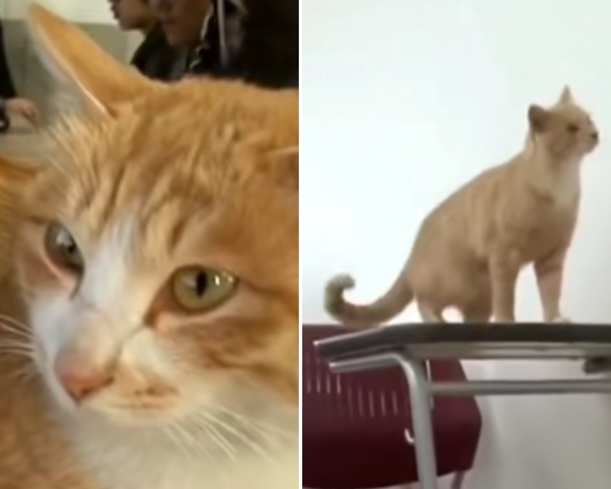 Gato escolhe universidade como novo lar. Depois de 4 anos, foi eleito o melhor aluno