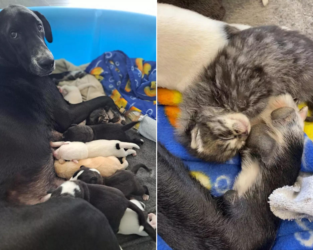 Cadela acolhe gato abandonado que foi parar ao seu abrigo. “Não aceitava um não como resposta”