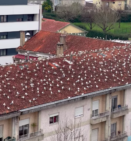 Esta vila portuguesa foi invadida por milhares de gaivotas. Perceba porquê