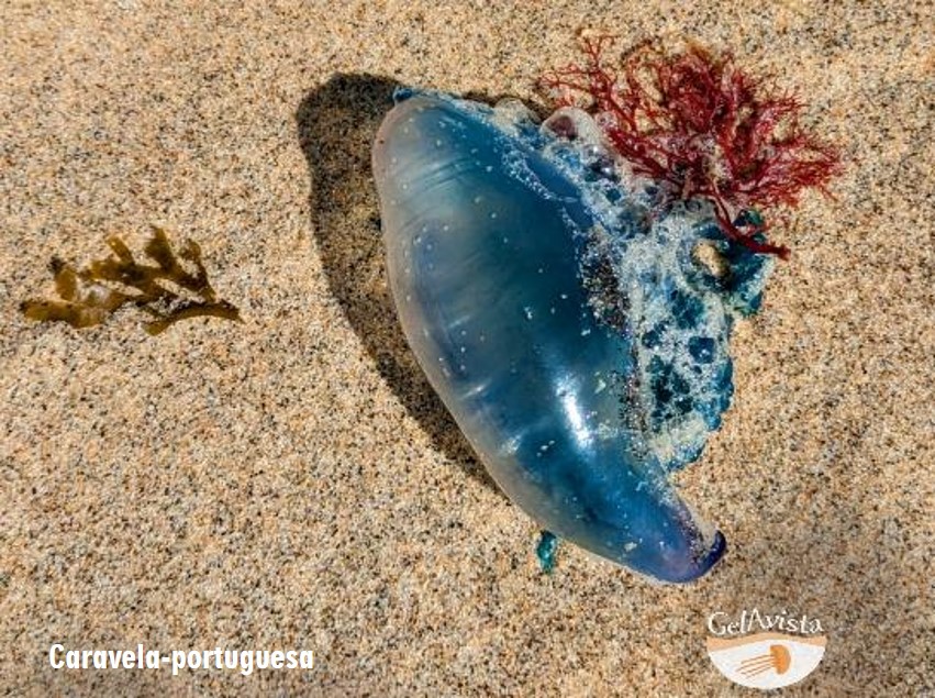 Caravelas-Portuguesas estão a arrojar nas praias nacionais. Há casos de 50 indivíduos numa só praia