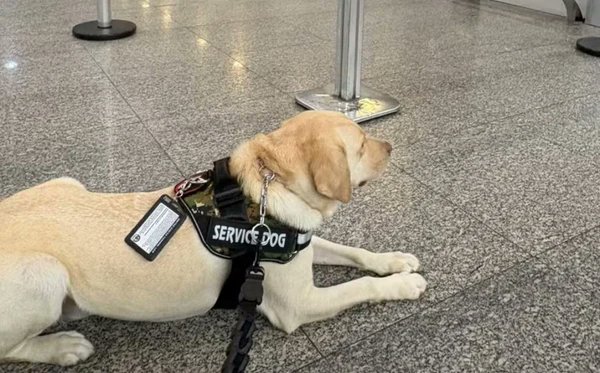 TAP impede cão de apoio a criança autista de voar para Lisboa. Estão há um mês e meio separados