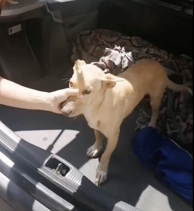 Atacaram cão, colaram-lhe a boca e o animal morreu. Há recompensa de 1000€ para apanhar culpados