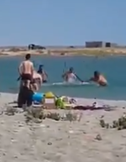 Banhistas agridem foca bebé à pedrada para que ela fique imóvel para as crianças tirarem fotos ao lado dela