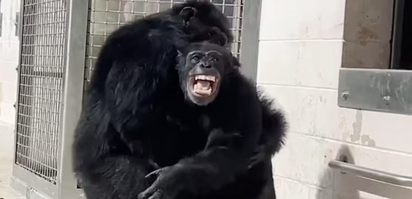 Chimpanzé sai da jaula pela primeira vez em 28 anos. E a sua reação é inacreditável — veja o vídeo