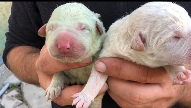Há um cãozinho de pelo verde em Itália (e é a coisa mais querida que vai ver hoje)