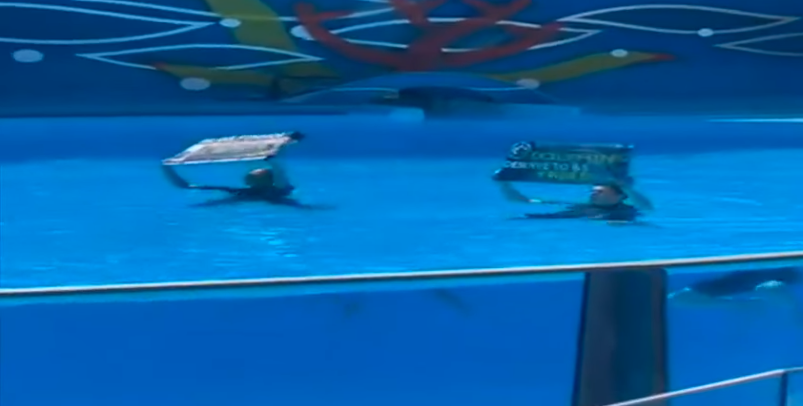 Ativistas estrangeiros entraram no tanque de golfinhos do Zoomarine em protesto. Veja o vídeo