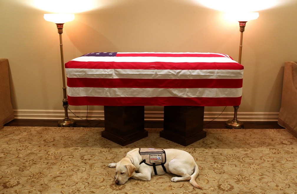 Viral. Cão de serviço de George H.W. Bush fotografado ao lado do caixão