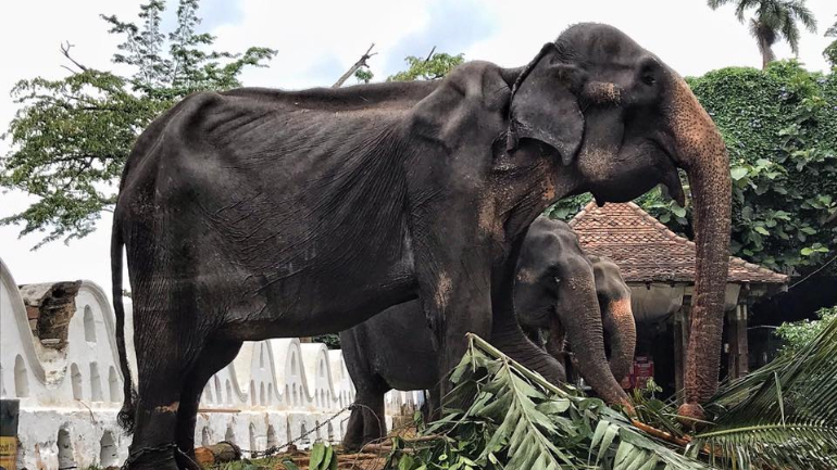 As fotos chocantes de um elefante torturado no Sri Lanka