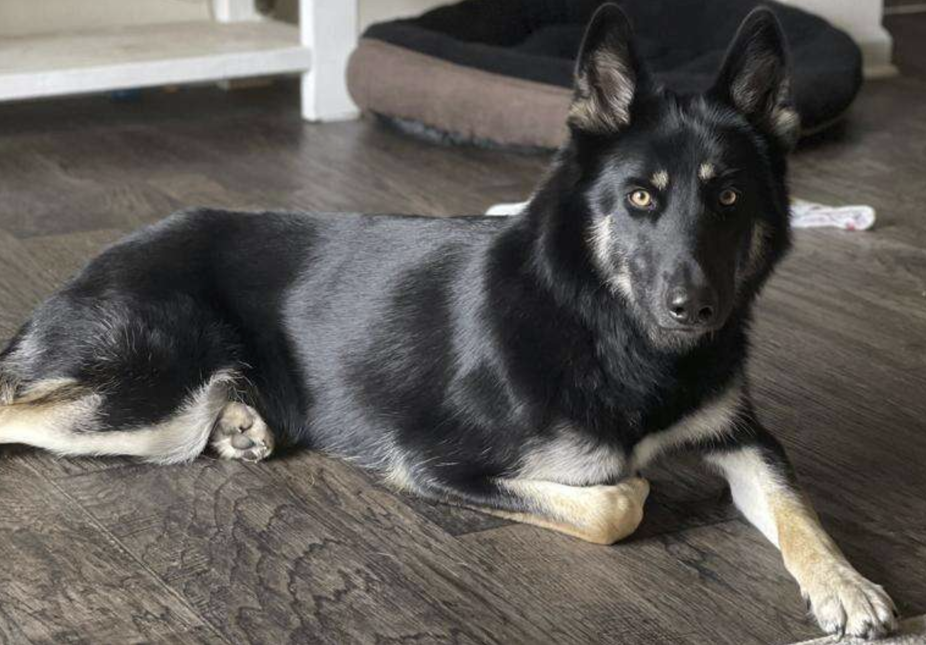 Melhor presente possível: cadela desaparecida volta sozinha a casa na véspera de Natal — e toca à campainha