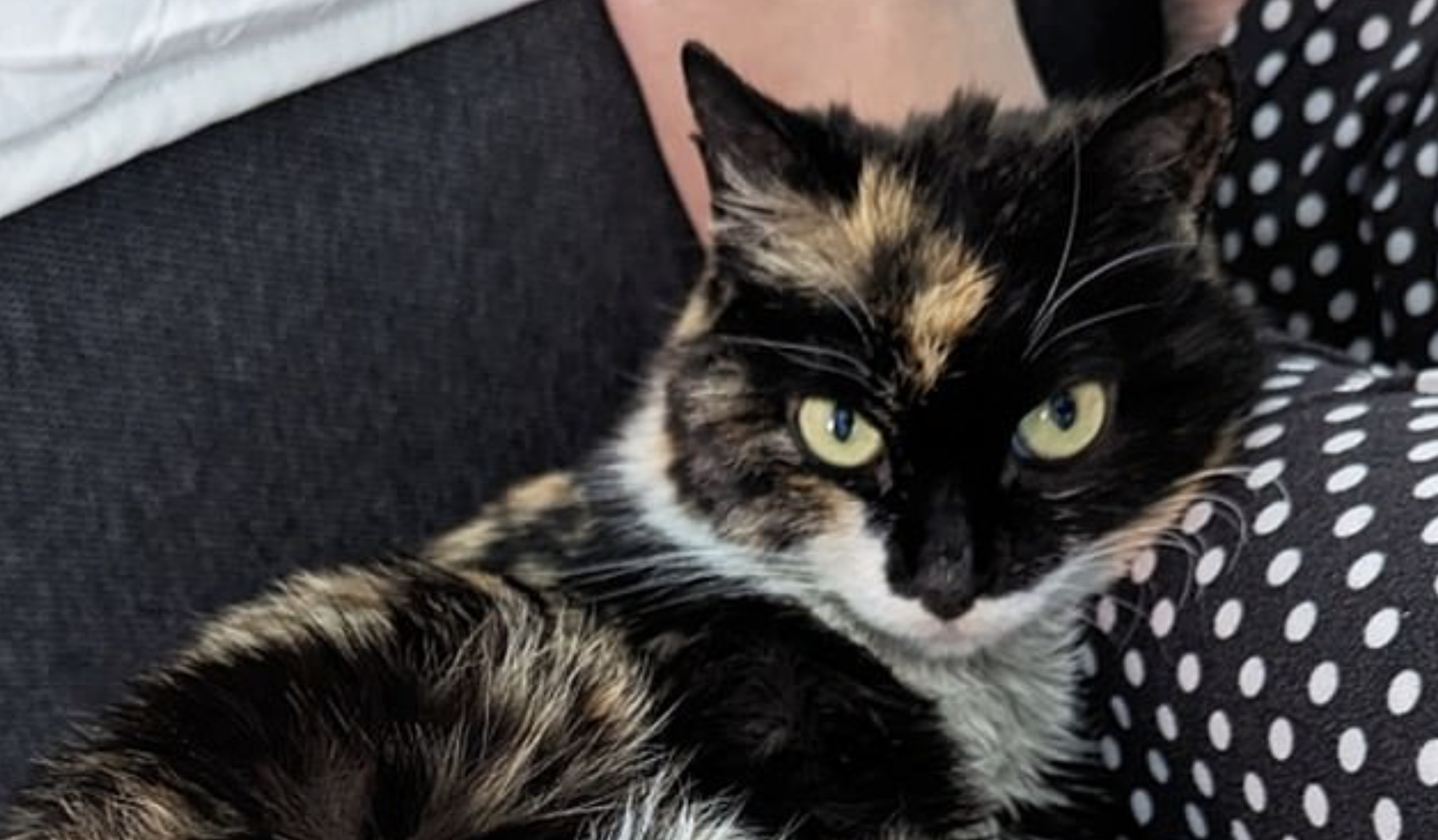 Este gato foi enviado por correio desde a China e viajou meio mundo. Foi salvo pelo serviço de fronteiras