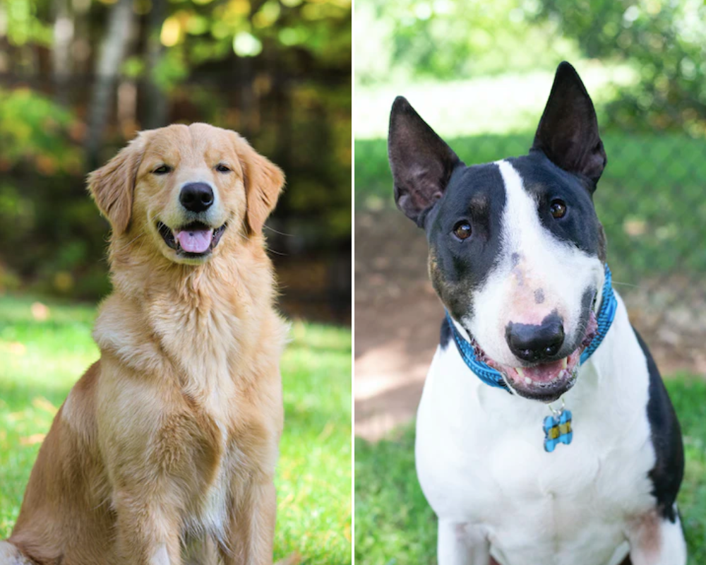 Estas são as raças de cães mais e menos amigas dos humanos. Veja se o seu cão está na lista