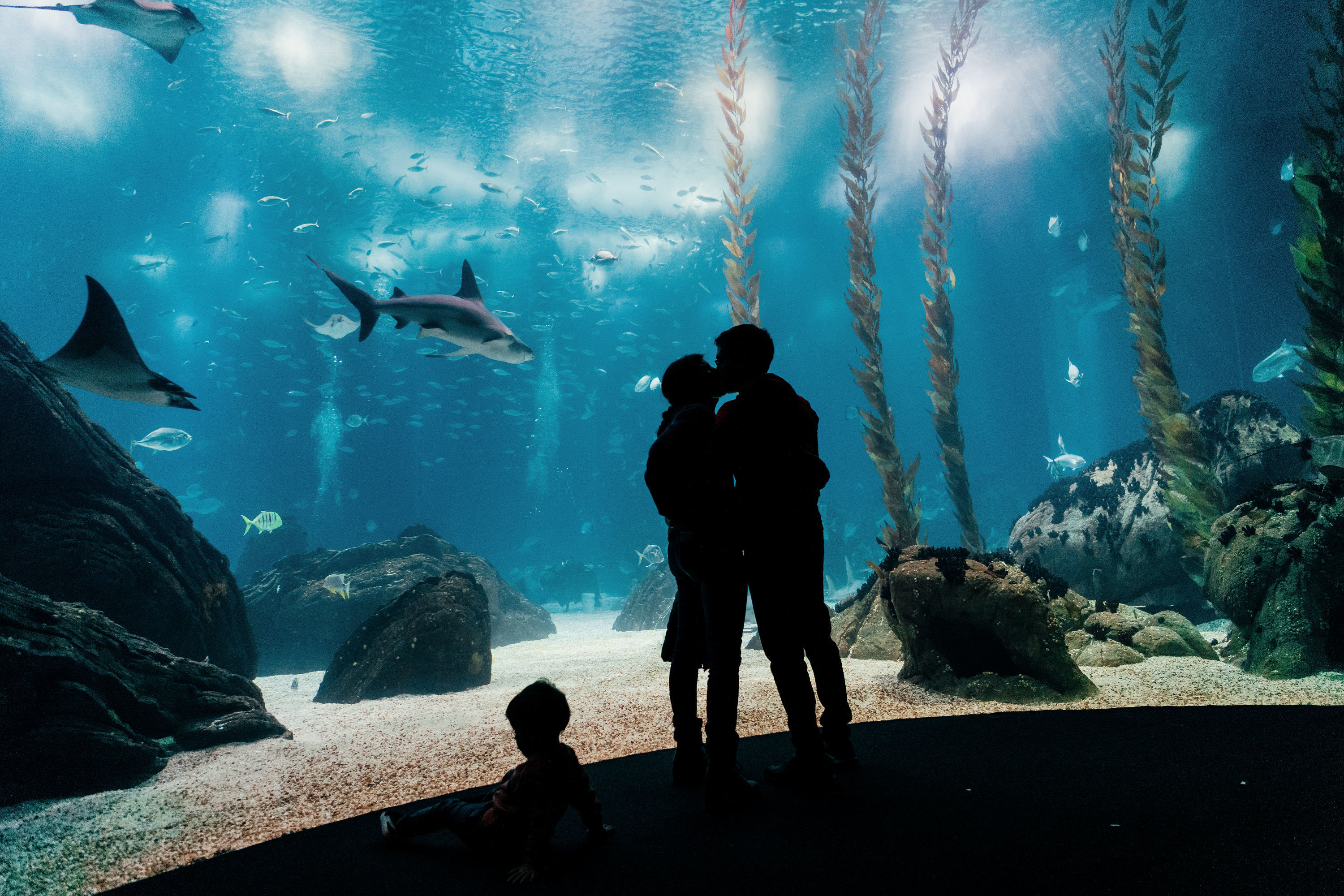 O Dia dos Namorados já chegou ao Oceanário de Lisboa – e com bilhetes 2 por 1. Saiba tudo sobre a campanha