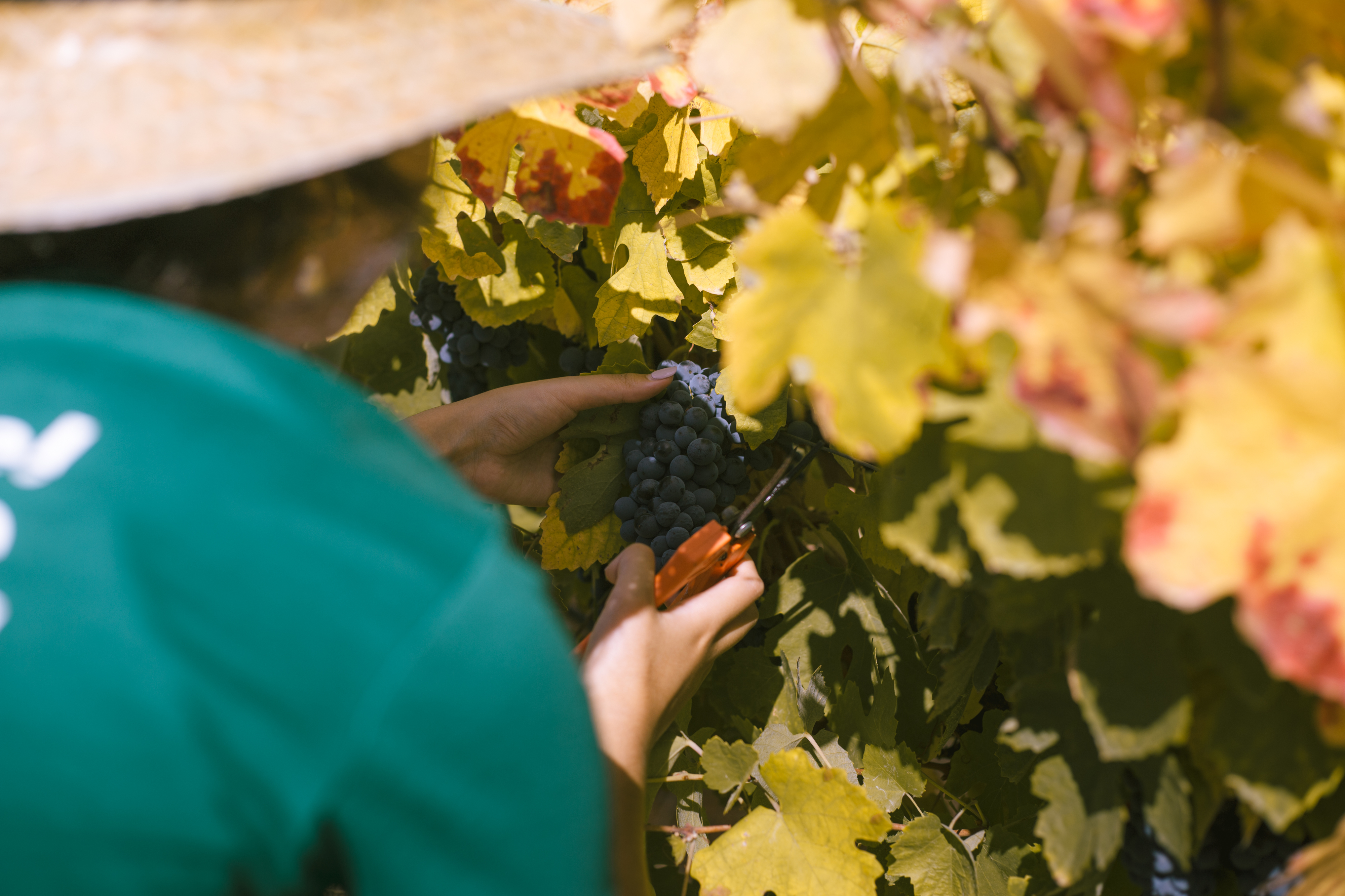 Fomos vindimar no Vila Galé Clube de Campo e já só queremos voltar para pisar as uvas