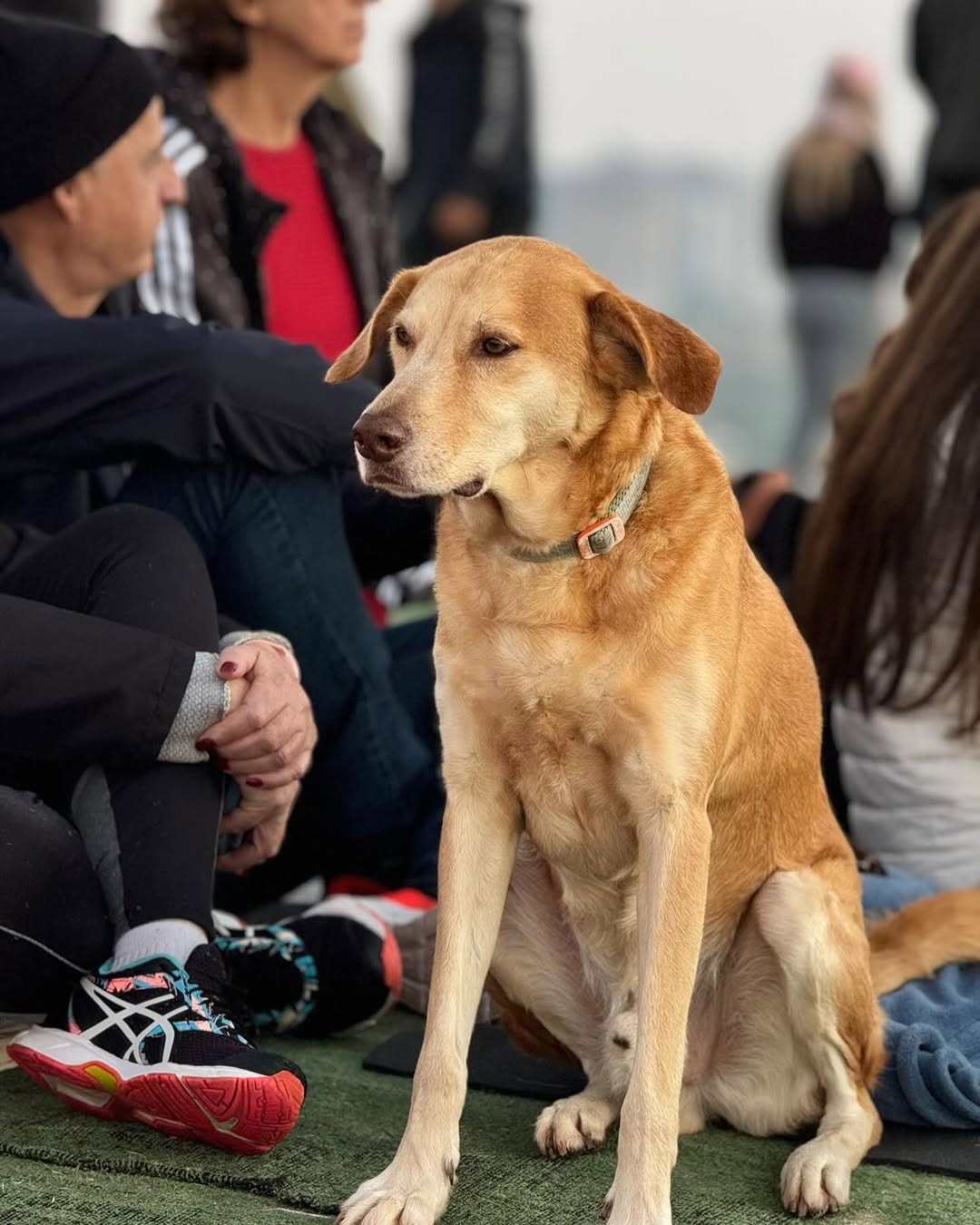 Cão rafeiro torna-se influencer por motivo inusitado e conquista milhares de fãs. Conheça esta história