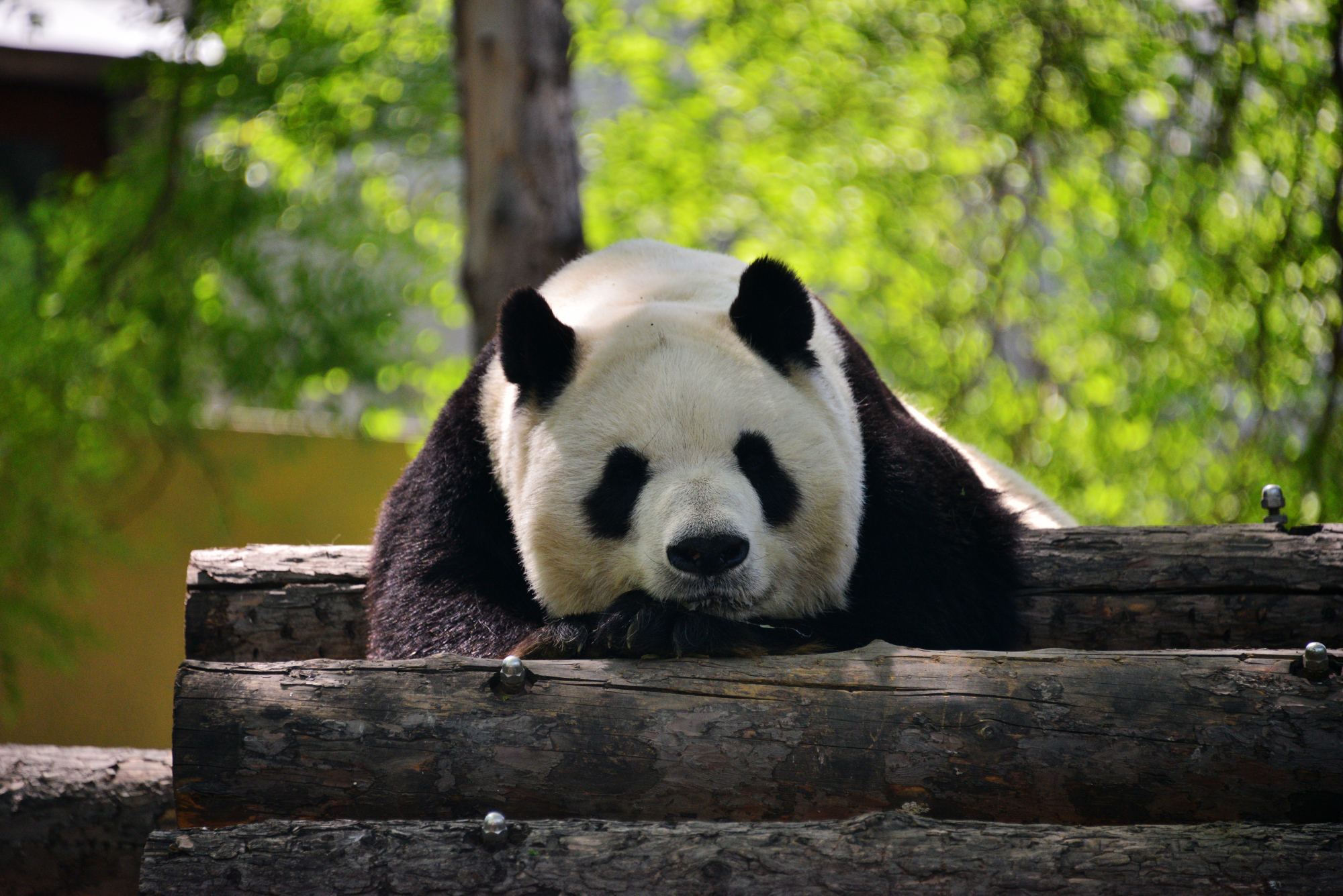 Turistas chineses atiram pedras para acordar panda gigante no Beijing Zoo