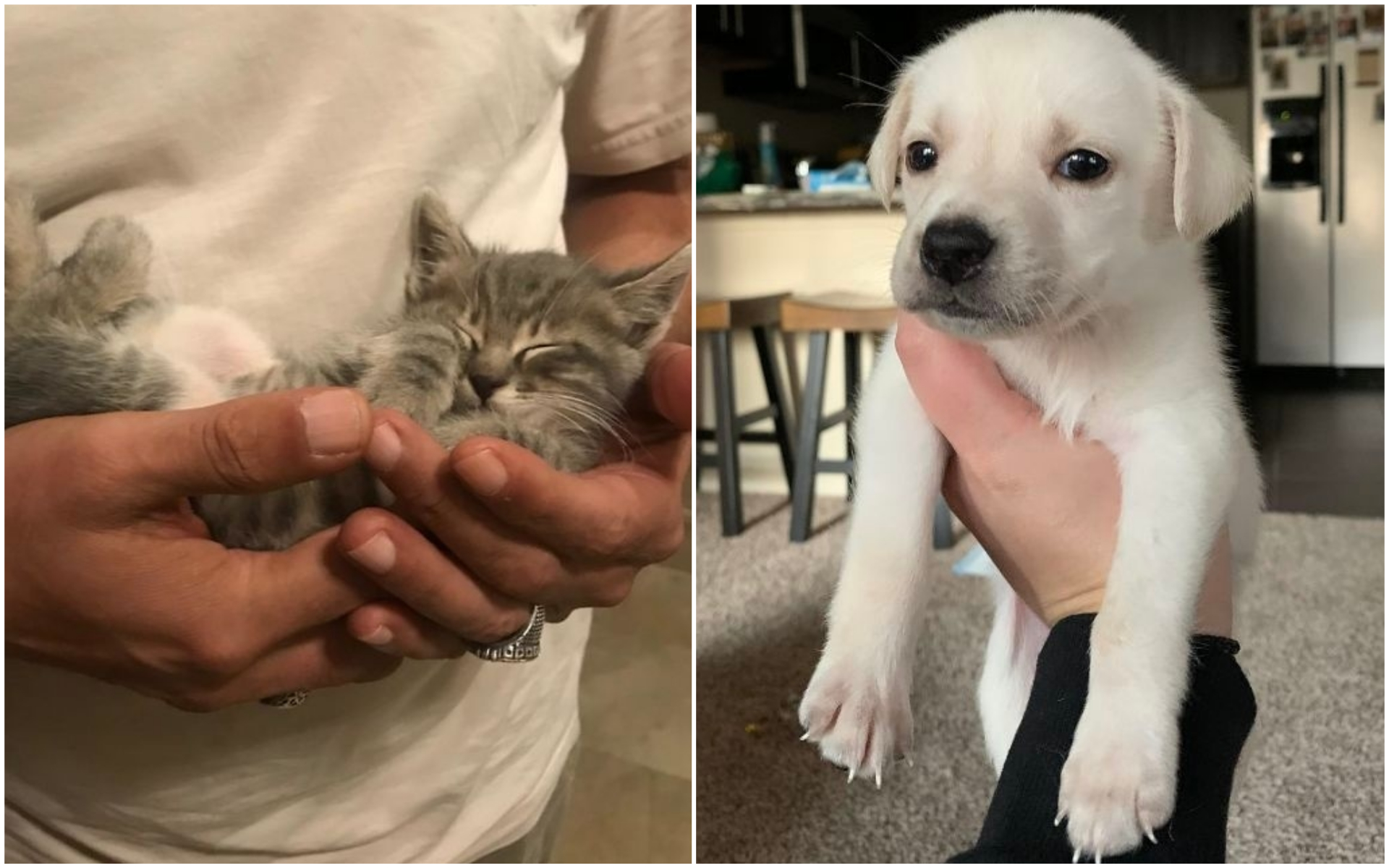 50 fotos maravilhosas de animais adotados ou recolhidos da rua depois de terem sido tratados pelos novos donos